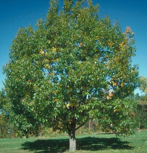 Figure 1. Middle-aged Quercus prinus: chestnut oak