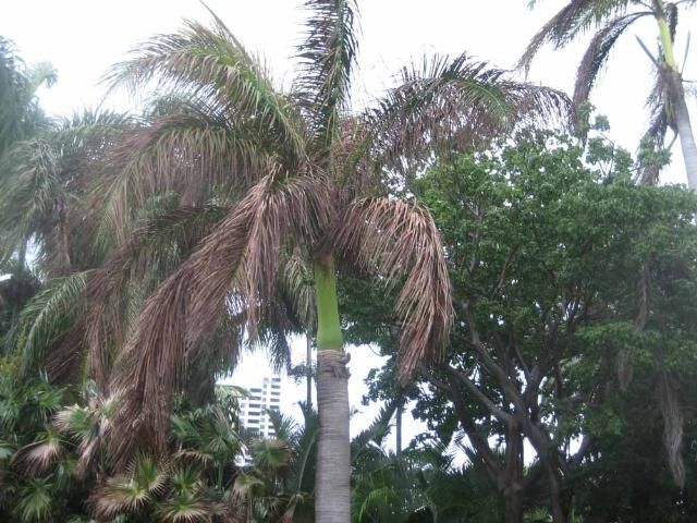 Royal palm suffering from high salts in the root zone