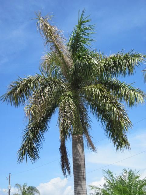 Royal palm bug damage