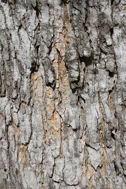 Figure 6. Bark—Triadica sebifera: Chinese tallow tree