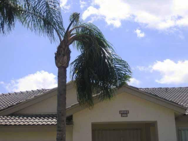 Stunted new leaf and sideways growth of queen palm caused by boron deficiency.