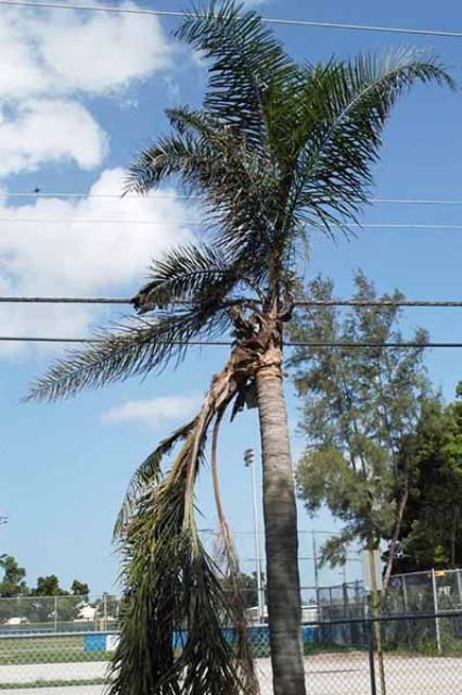 Branching and downward growth in queen palm caused by boron deficiency.