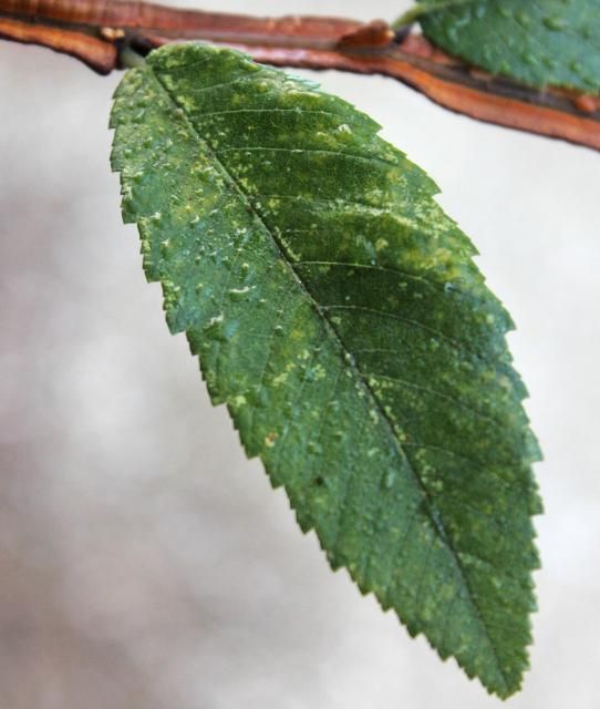 Figure 3. Leaf—Ulmus alata: winged elm