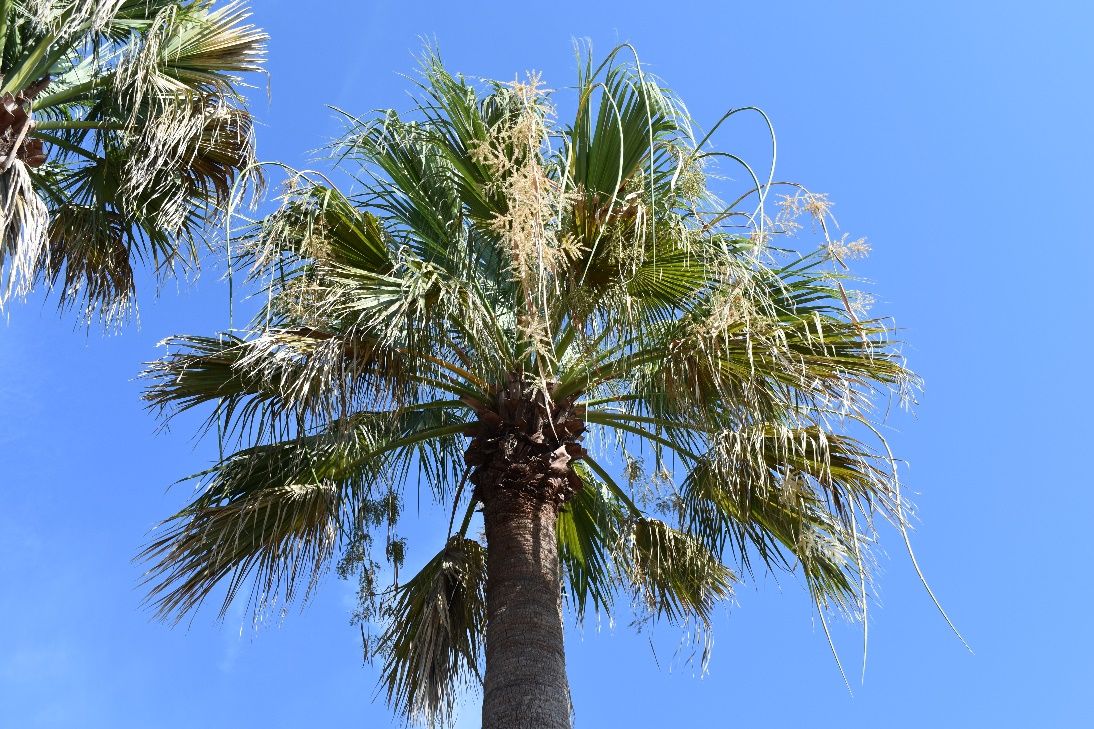 Foliage and flowers of the Washingtonia filifera: Desert palm.