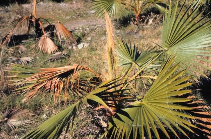 Phytophthora bud rot in a field nursery of young Washingtonia robusta.