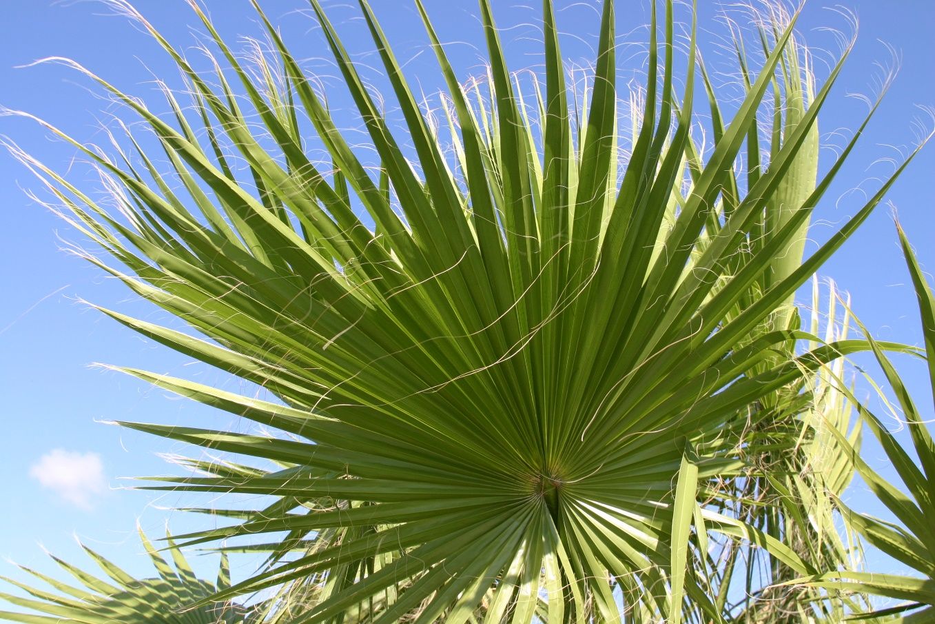 Fan-shaped frond of a Washingtonia robusta.
