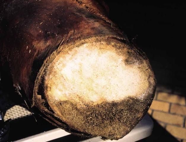 Cross section through trunk of Washingtonia robusta infected with Thielaviopsis paradoxa.