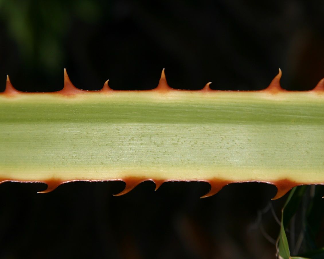 Toothed petiole of a Washingtonia robusta.