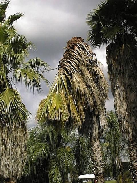 Collapse of a Washingtonia robusta caused by Thielaviopsis trunk rot.