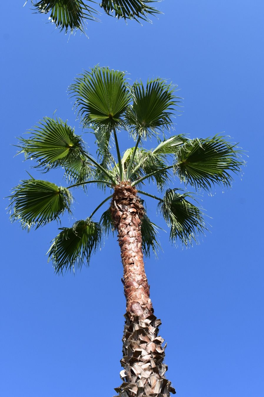 A typical Washingtonia robusta with less than a full 360° canopy. Leaf bases are being shed.