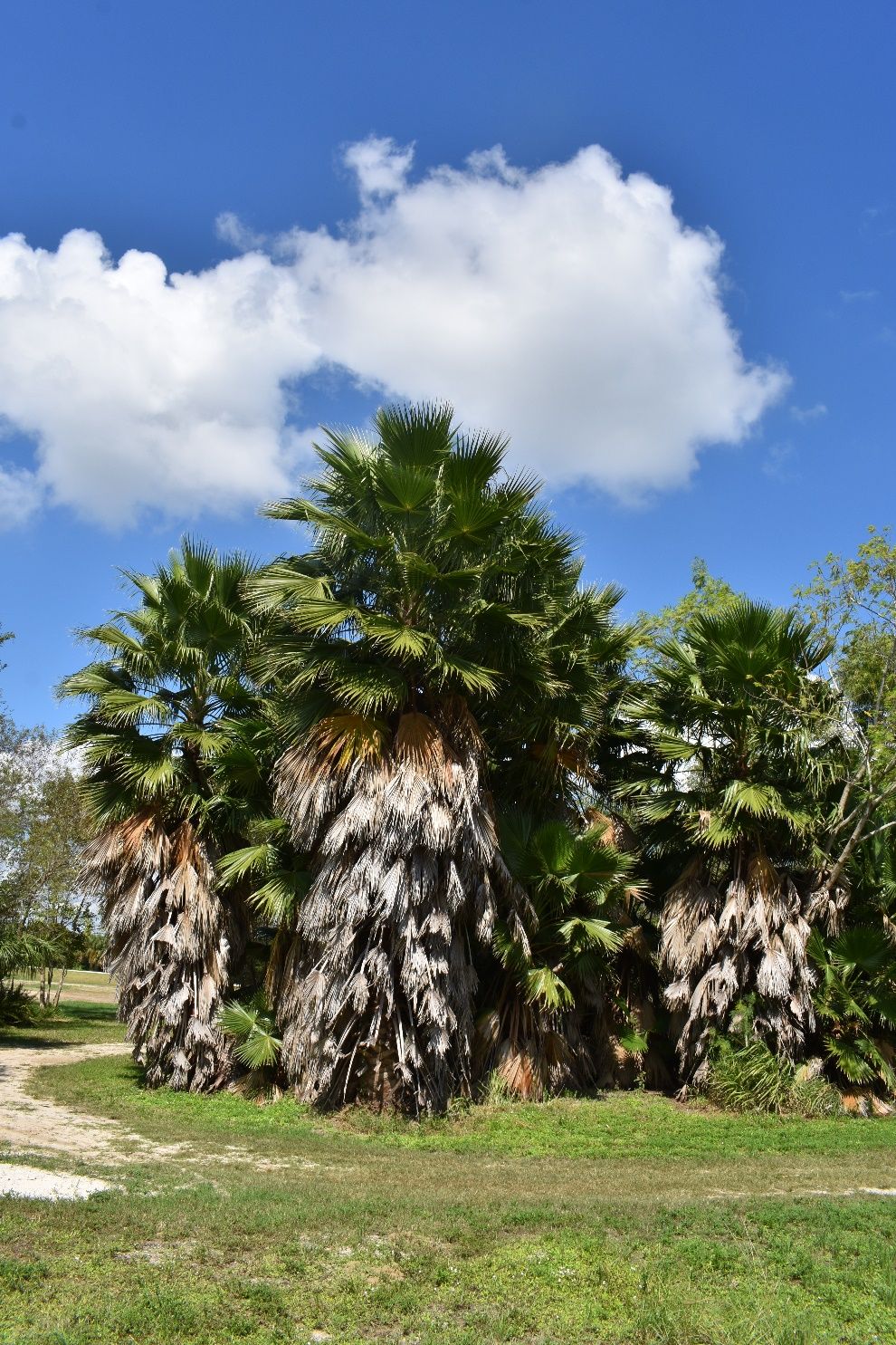 Washingtonia robusta with skirt of dead leaves.