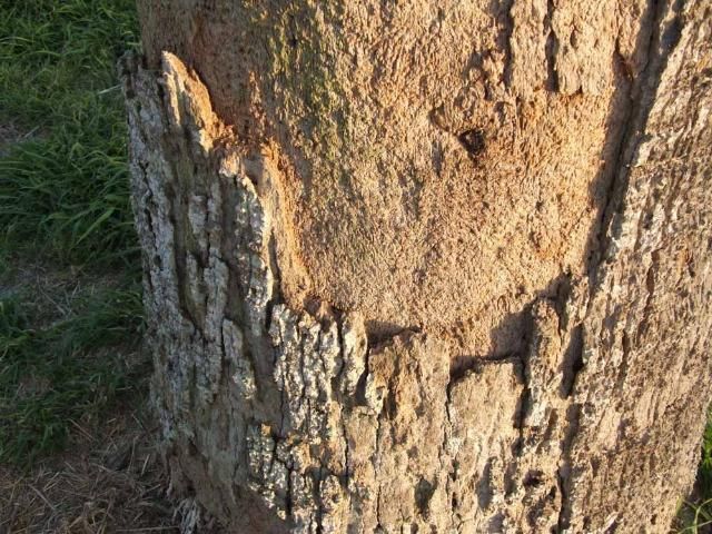 Trunk erosion on Washingtonia robusta