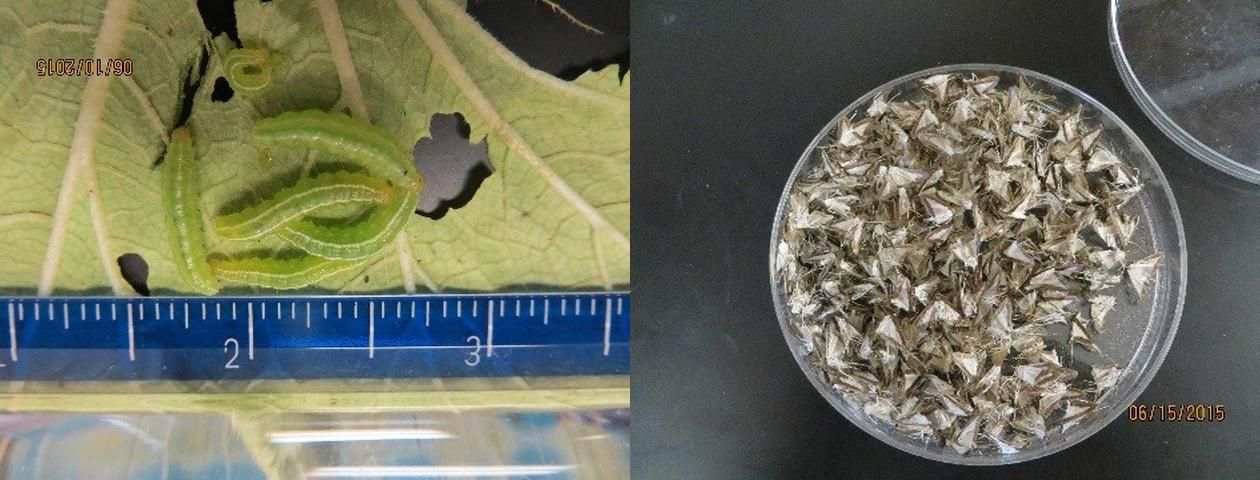 Figure 7. Melonworm larvae (left) Melonworm adults (right).