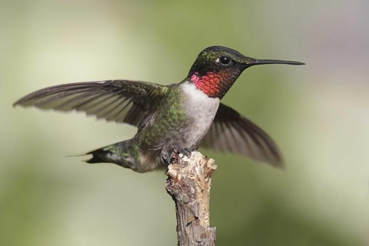 Figure 1. Ruby-throated hummingbird.