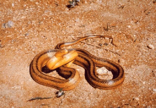 Figure 1. A non-venomous yellow rat snake.