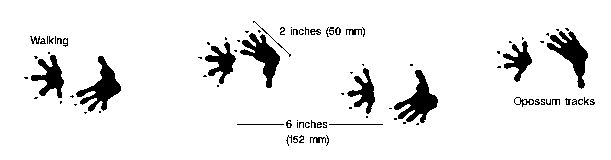 Figure 14. Oppossum tracks.