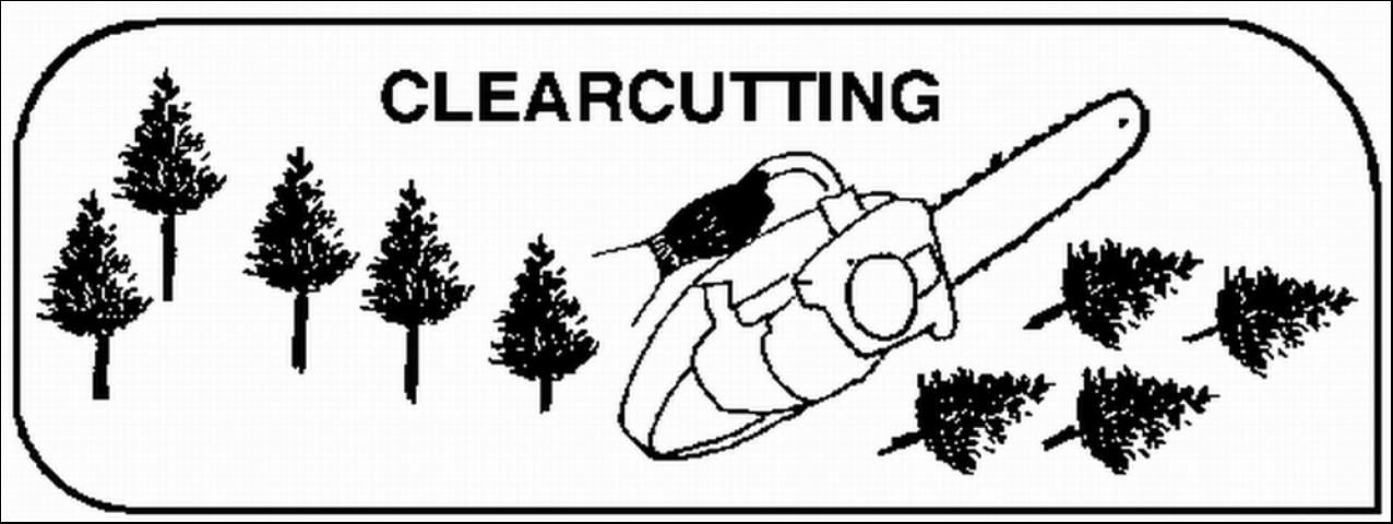 Figure 5. Clearcutting is the most common timber harvest technique in the southeastern Coastal Plain.