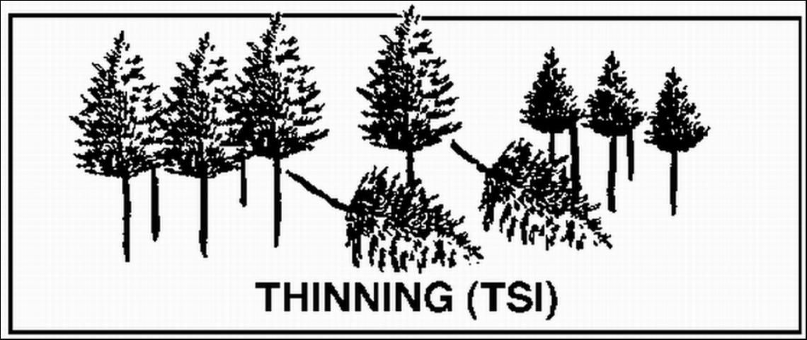 Figure 9. Thinning reduces canopy cover, improving growing conditions for groundcover and the understory.