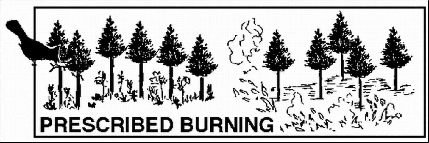 Figure 7. Prescribed burning in pine flatwoods improves habitat for many species of wildlife.