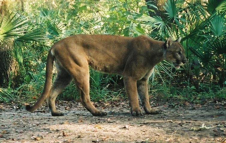 Figure 2. Florida panther.