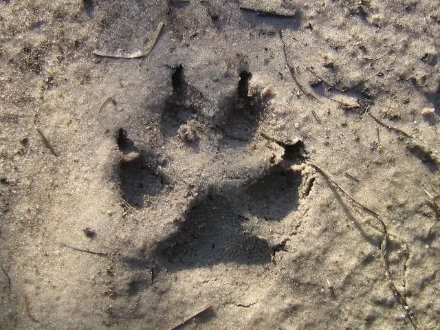Figure 10. Dog track.
