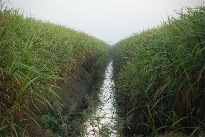 Figure 2. Tall sugarcane just before harvest showing a typical field ditch.
