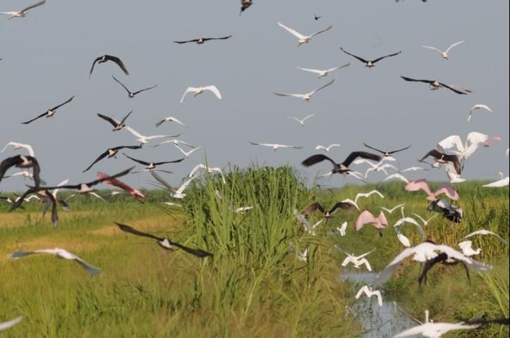 Figure 6. White ibis, spoonbills and egrets in a rice field ditch.