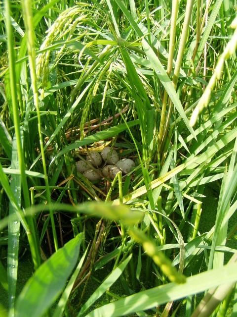 Figure 3. Nest in rice.