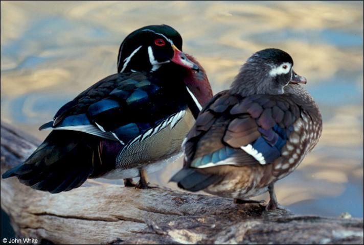 Figure 2. A wood duck drake (male) and hen (female) at water's edge. Male wood ducks (left) are more colorful than the females.