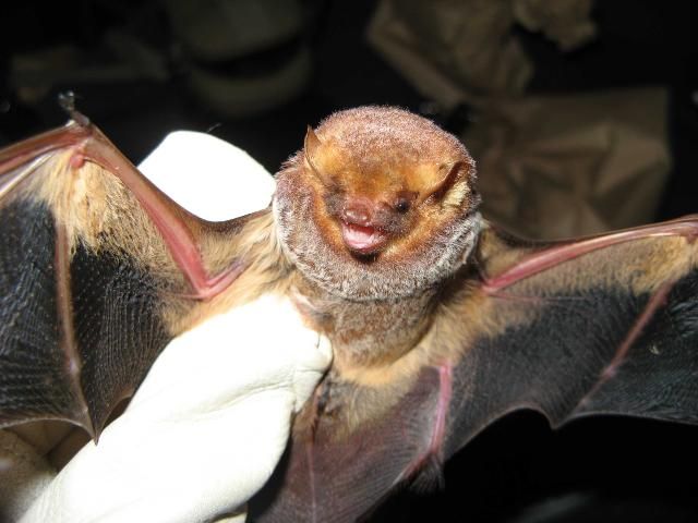 Figure 1. Seminole bat (Lasiurus seminolus).