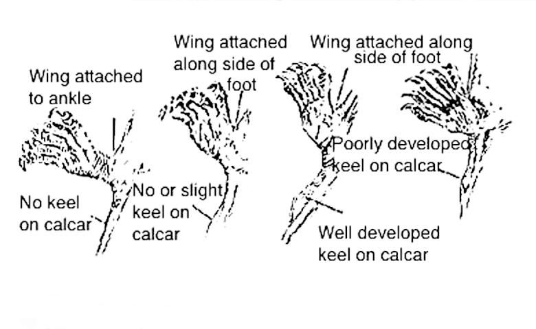 Figure 2. Diagram of bat wing attachment and calcar keel combinations.