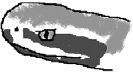 Figure 2. Cottonmouth: Venomous; vertically slit eyes with stripe through eye;light upper lip