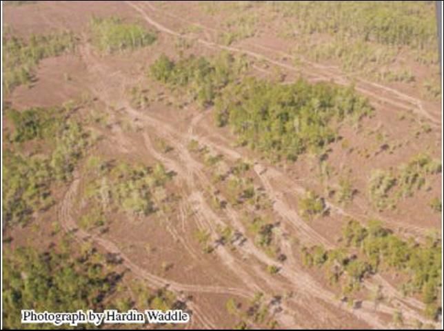 Figure 8. Trails left by off-road vehicles in the prairie habitat of Big Cypress National Preserve.