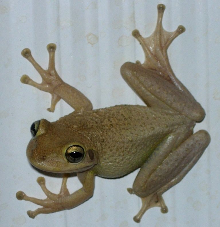 Adult Cuban treefrog. 