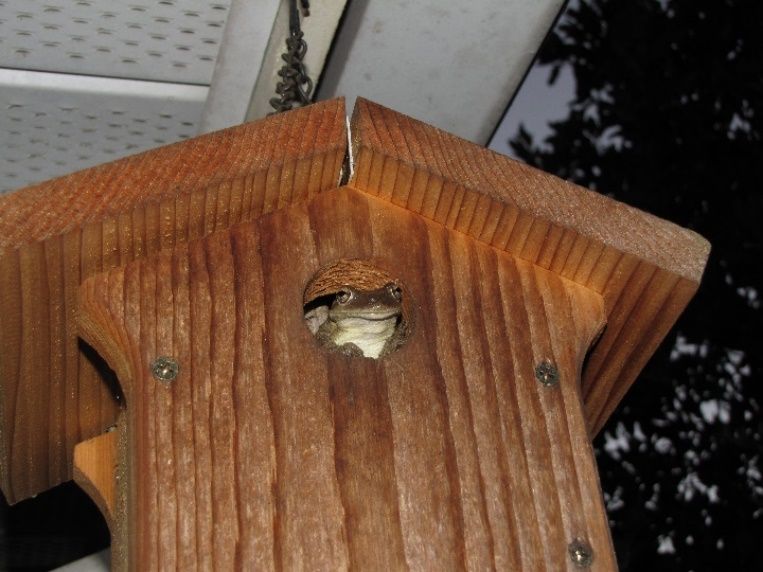 Cuban treefrogs use birdhouses and nest boxes erected to benefit native wildlife. 