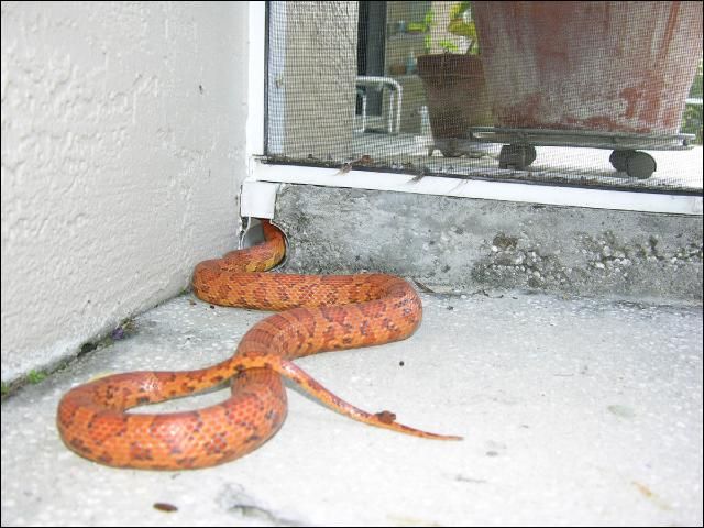 Figure 2. Uncovered holes, such as this patio pool drain are inviting hiding spots for snakes in search of a cool place to rest, and can allow a snake access to your home.