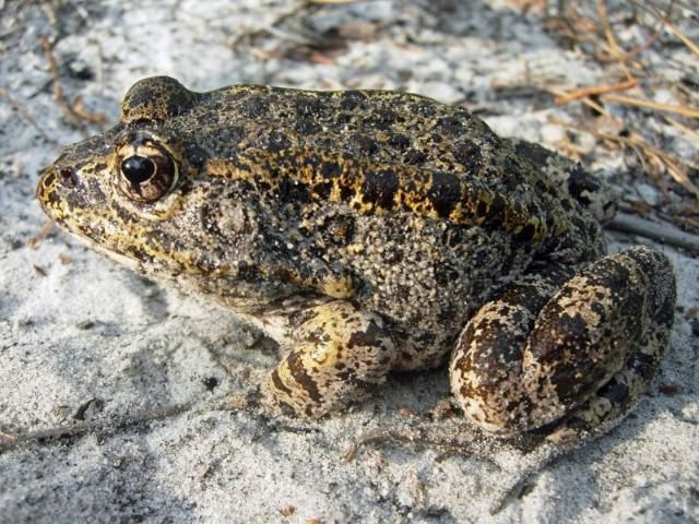 Figure 1. Adult gopher frog (Lithobates capito).