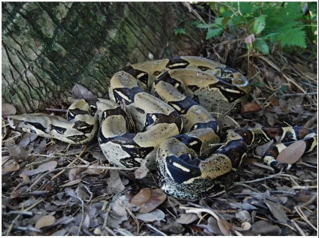 Figure 16. Boa constrictor, 6 to 9 feet. Tan oval spots, reddish-brown tail.