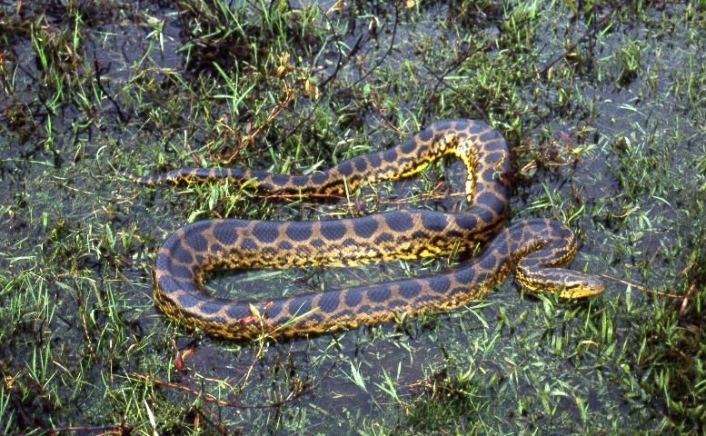 Figure 18. Yellow anaconda, 6 to 9 feet. Yellow body; large, dark spots; five dark stripes on top of head.