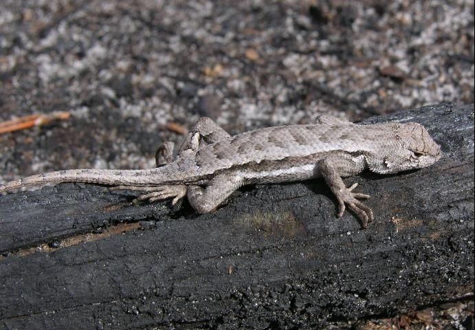 Figure 10. Florida scrub lizard, 3.5 to 5.5 inches.