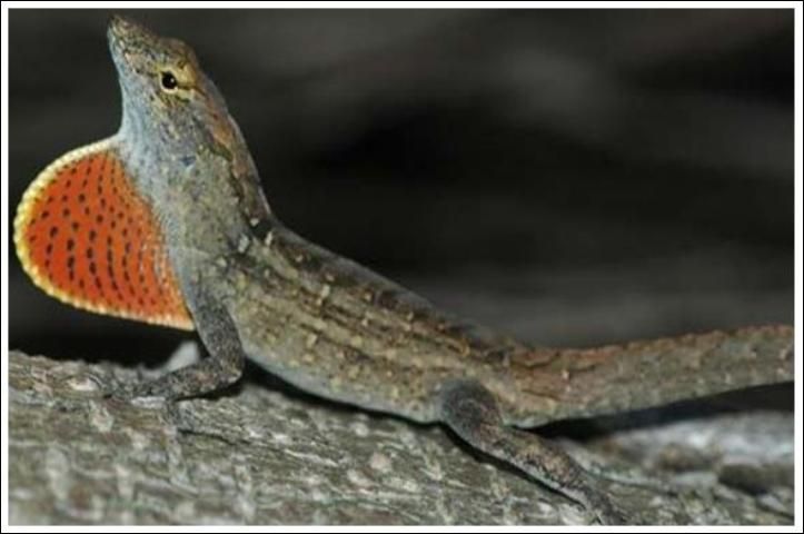 Figure 4. Brown anole, 5 to 9 inches. Yellowish-tan to dark brown; red dewlap with yellow border.