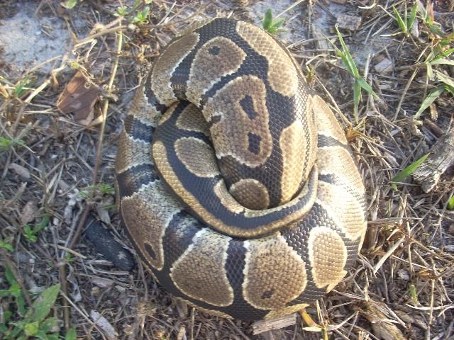 Figure 15. Ball python, 2 to 4 feet. Large brownish spots outlined in light cream color against a dark brown or black body.