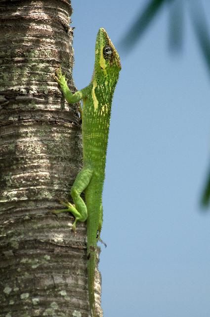 Figure 5. Cuban knight anole, 13 to 19.5 inches. Changes from bright green to brown; yellow facial band.