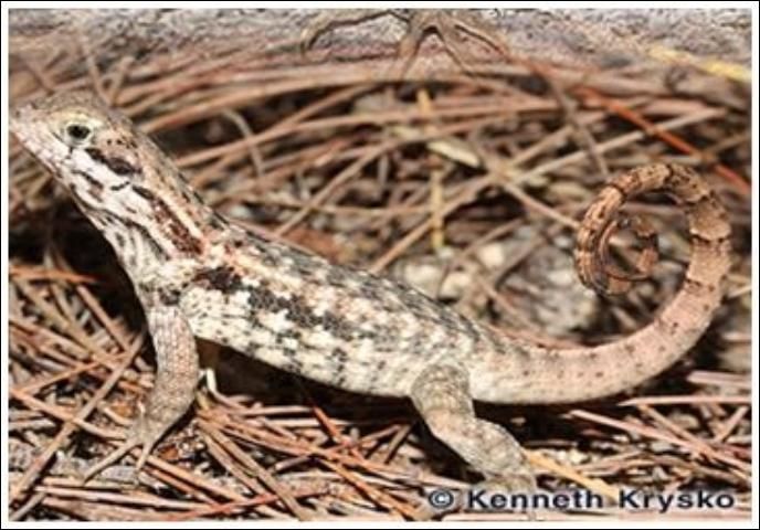 Figure 6. Northern curly-tailed lizard, 7 to 10.5 inches. Gray to tan with curled tail.