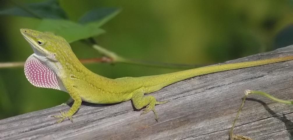 Figure 8. Green anole, 5 to 8 inches. Can change color to brown; pinkish dewlap (throat fan).