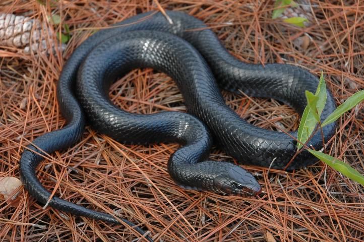 Figure 19. Eastern indigo snake, 5 to 6 feet. Endangered species.