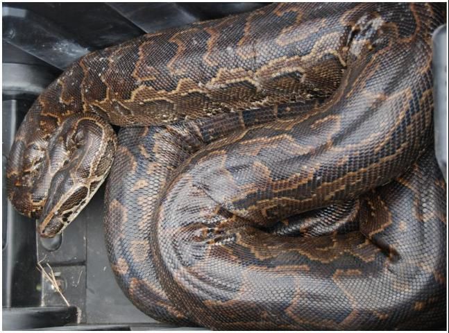 Figure 13. African python, 10 to 12 feet. Tan to grey body with irregular dark spots; dark and light wedges beneath the eye.