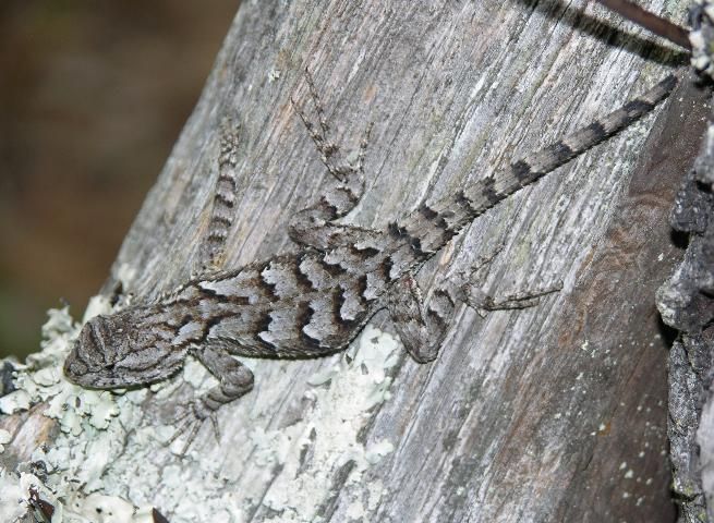 Figure 9. Eastern fence lizard, 3.5 to 7.5 inches.