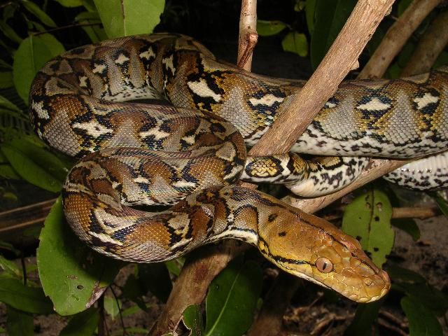 Figure 14. Reticulated python, 14 to 18 feet. Distinct reddish eyes; tan body with dark brown, net-like markings with yellow and white accents.