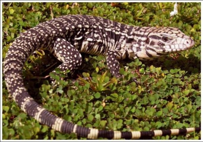 Figure 3. Black and white tegu, 2 to 3 feet. Dark bands with plentiful white dots between them.